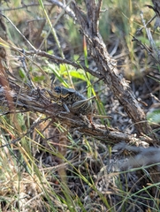 Anabrus simplex