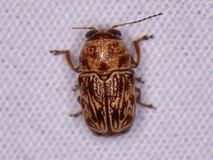 Pachybrachis turbidus