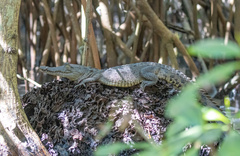 Crocodylus acutus