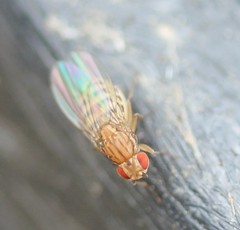 Drosophila busckii