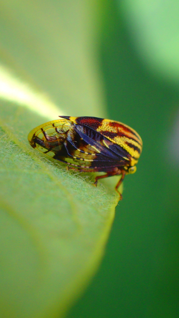 Smiliorachis octilinea