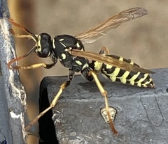 Polistes dominula