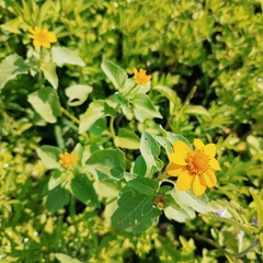 Heliopsis annua