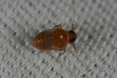 Flavoclypeus andromedus