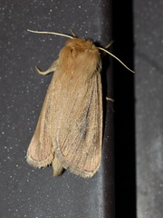 Sesamia nonagrioides