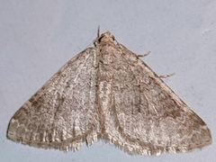 Coenotephria ablutaria