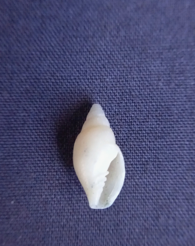 Roseomitra