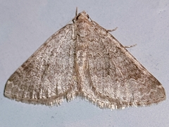 Coenotephria ablutaria