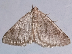 Coenotephria ablutaria