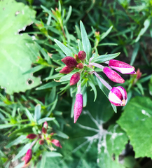 Chamaenerion fleischeri