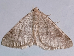 Coenotephria ablutaria