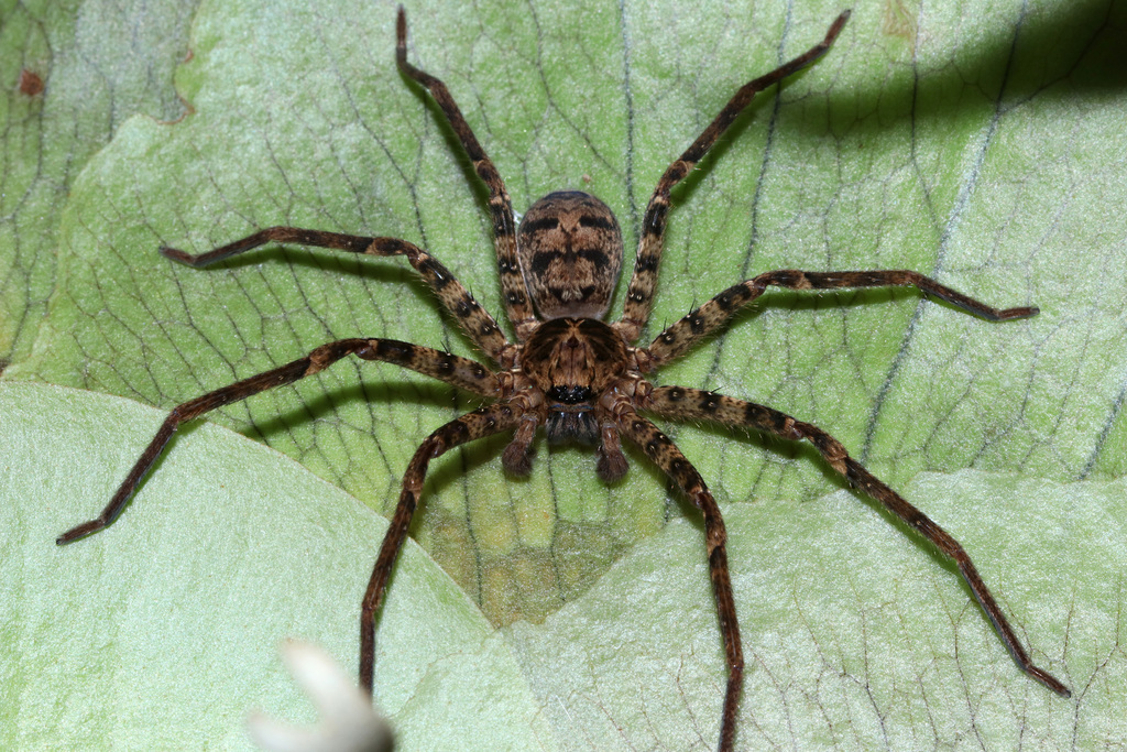 Long-legged Huntsman Spider in July 2022 by juliegraham173 · iNaturalist