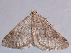 Coenotephria ablutaria