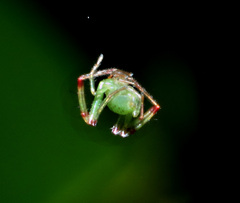 Cetratus rubropunctatus