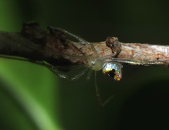 Thwaitesia nigronodosa