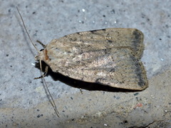 Caradrina flavirena