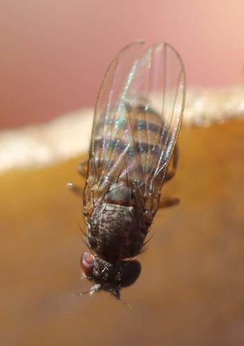 Hydei Fruit Fly photo 5