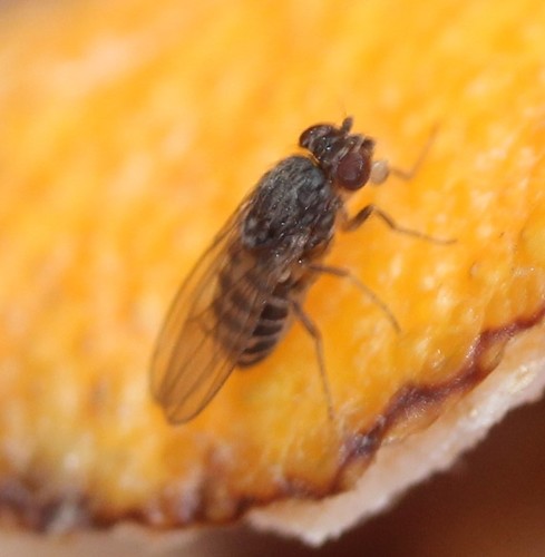 Hydei Fruit Fly photo 4