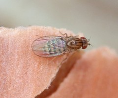Drosophila busckii
