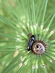 Megapenthes caprella