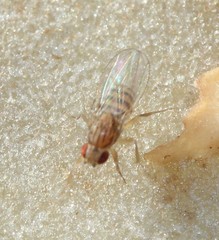 Drosophila busckii