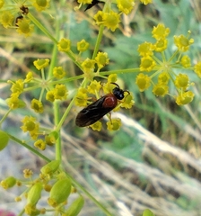 Sterictiphora angelicae