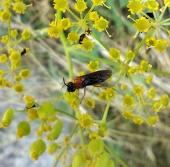 Sterictiphora angelicae