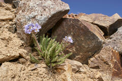Polemonium chartaceum