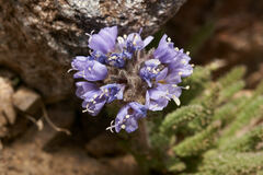 Polemonium chartaceum