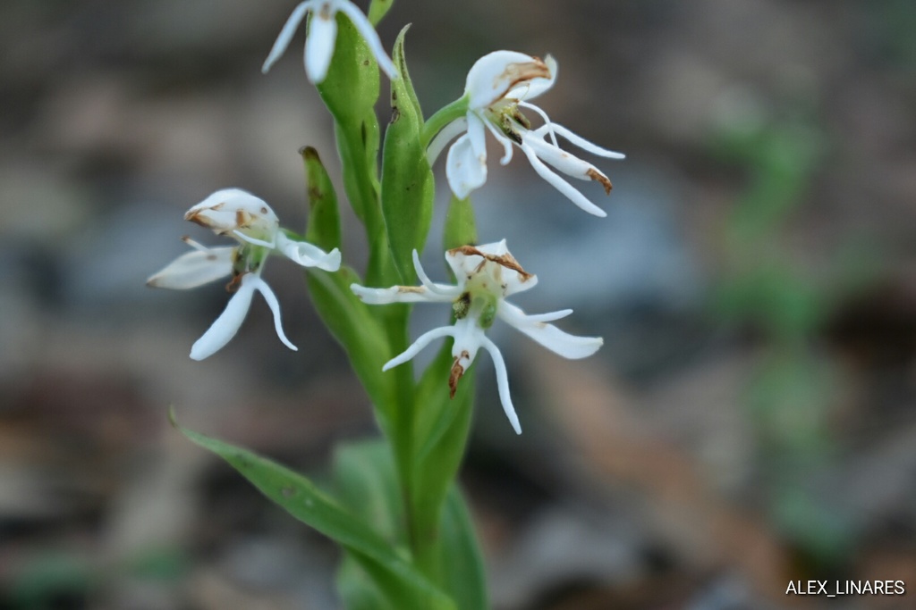 Habenaria kariniae