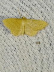 Idaea rufaria