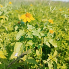 Heliopsis annua