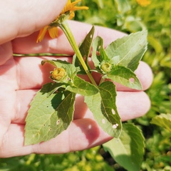 Heliopsis annua