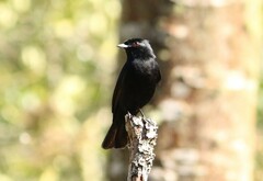 Knipolegus nigerrimus