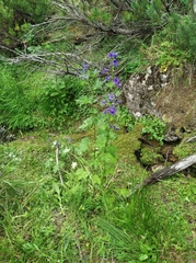 Delphinium brachycentrum