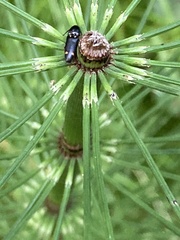 Megapenthes caprella