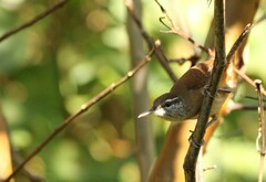Cantorchilus longirostris
