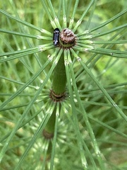 Megapenthes caprella