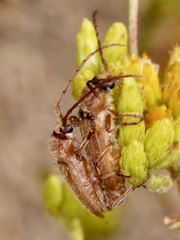 Crossidius testaceus