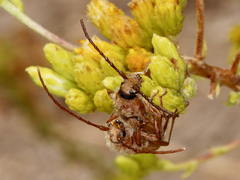 Crossidius testaceus