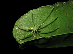 Anaptomecus