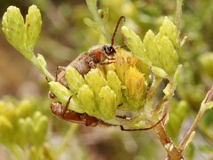 Crossidius testaceus