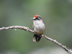Anthocephala berlepschi
