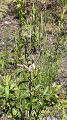 Pterocaulon pycnostachyum