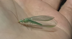 Nineta pallida