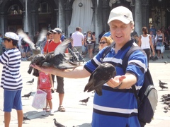 Columba livia domestica