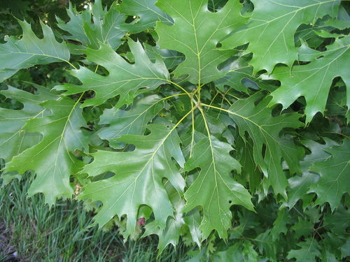 Quercus velutina
