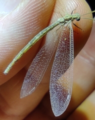 Neuroleon arenarius