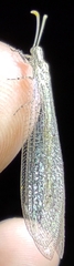 Neuroleon arenarius