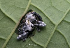 Peridinetus irroratus